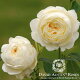 イングリッシュローズ〜English Roses〜バラ苗/David Austin...