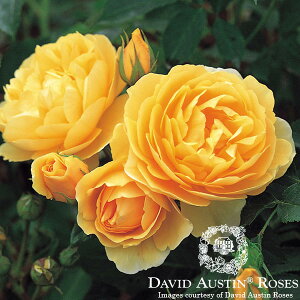 イングリッシュローズ　－English Roses－【David Austin　/ デビッド・オースチン】グラハム・...