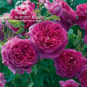 イングリッシュローズ　－English Roses－【David Austin　/ デビッド・オースチン】ヤング・リ...