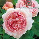イングリッシュローズ　−English Roses−バラ苗/David Austi...