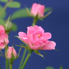 ピンクの小さなバラ、みさき！ミニバラみさきミニ盆栽【白鉢】