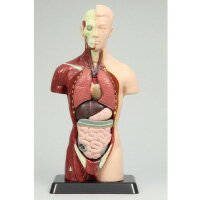 人体解剖模型（トルソー型）27cm