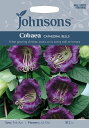 【輸入種子】グリーンから濃いパープル色に花色が変化！Johnsons SeedsCobaea scandensコベア・...