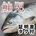 【送料無料】一度は食べて見たい！『幻の鮭』【証明書・タグ付】鮭児（けいじ）2.8kg
