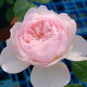 シャローカップ咲きのブラッシュピンクの花。香りは強くオールドロ...