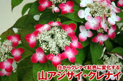 山アジサイ白から赤（クレナイ）色に変化する花終り【ヤマアジサイ】クレナイ紅5号鉢