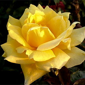 巨大輪！濃い黄色の花が人気の品種です。 何本でも同梱可。1万円以上送料無料！【剪定済】バラ...