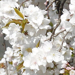 桜を育てよう！入学・卒業・卒園・誕生などの記念樹にも人気です♪（さくら、庭木、植木、サク...