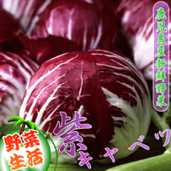 【九州野菜】シャキシャキとした抜群の歯ごたえ九州産紫キャベツ（1玉）