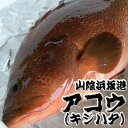 超高級魚　アコウ（赤水・キジハタ）【生】1尾　約500-590g程度　【浜坂産】