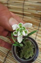 春の花として人気のスノードロップ珍しい八重咲きです。2013年12月中頃より発送　スノードロッ...