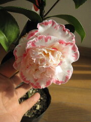 白色、バラ色の覆輪、八重咲き高級椿 【庭木】 【外国ツバキ】【椿】　マーガレット　デービス