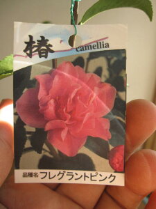 椿のある家に【庭木】 【ツバキ】外国椿 フレグランスピンク 花から香りもあります。