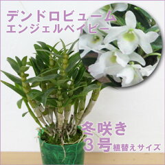 ランは絶対咲かない！そんな方に育てて頂きたい！日本で育種された素晴らしい白緑色のミニデン...