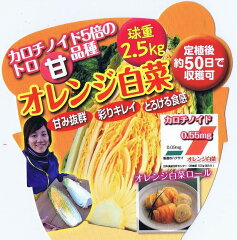 白菜（ハクサイ）オレンジ白菜　9cmポット苗2本セット【9月中旬出荷】