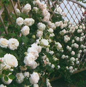 【バラ苗　つるバラ】ブラン　ピエール　ドゥ　ロンサール（二年生国産大苗）7号鉢植え　つるバラ