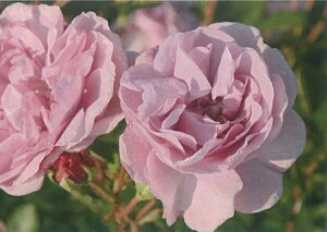 【バラ苗　つるバラ】レイニーブルー（二年生国産大苗予約）7号鉢植え　つるバラ　バラ苗