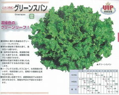 [レタス]グリーンスパン(カネコ育成)/小袋200粒マイクロコート種子