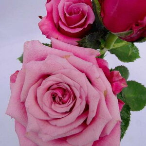 ☆愛の名を持つ花束を大切な人へ贈りましょう☆バラ苗　2年大株苗サガポー切り花用　4号鉢
