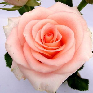 ☆愛の名を持つ花束を大切な人へ贈りましょう☆バラ苗　2年大株苗サランヘヨ切り花用　4号鉢
