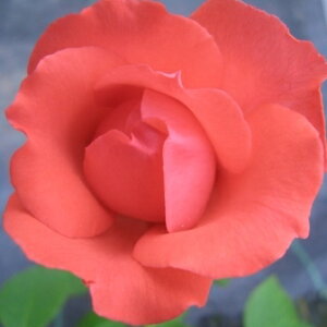 ひと株から多数の花が咲きますバラ苗　2年大株苗スカーレットクイーンエリザベス中輪　4号鉢