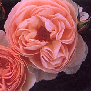 【もっとも美しいイングリッシュローズの一つで、淡いピンクの花を次々と咲かせます】バラ苗 ヘ...