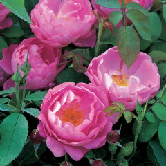 【トラブルの少ない品種で、ガーデンに最適です】バラ苗 コーヴェデイル 輸入大苗6号鉢 ピンク...