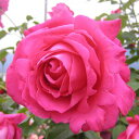 ローズピンクの花は一本だけでも目立、香りのすばらしい品種。バラ苗 恋心（こいごころ） 国産...