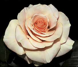 【マリリン・モンローにちなんで命名されたバラです。花色はアプリコットクリーム】予約苗 バラ...