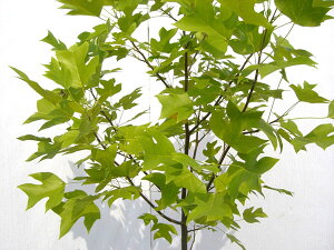 百合の木【6カ月枯れ保証】「ユリノキ」　苗木　0.3m程度