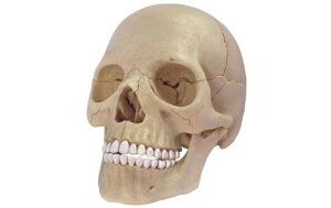 アオシマ　4D VISION　立体パズル　No.23　人体解剖モデル　1/2　頭蓋骨解剖モデル