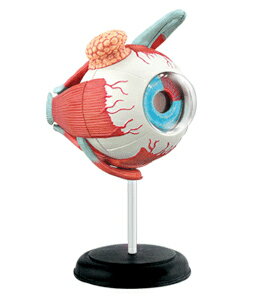 自分の目玉を知ろう　人体解剖模型　眼球解剖モデル Human Anatomy EYEBALL