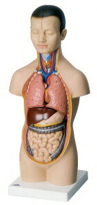 人体解剖模型ミニトルソーB22