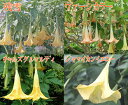 夏の間ラッパ状の花を下向きに咲かせるエンジェルトランペット　1鉢10種類から選べるBrugmansia...