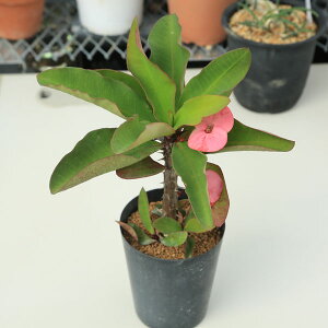 Euphorbia millii多肉植物：ユーフォルビア　ハナキリン*15cm