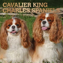 Cavalier King Charles Spaniels 2019 Square Foil CAL 2019-CAVALIER KING CHARLES [ Inc Browntrout Publishers ][楽天ブックス]