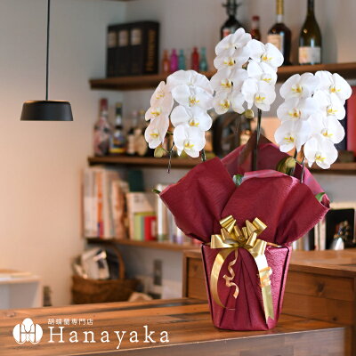 周年祝いにおすすめの胡蝶蘭のプレゼント2
