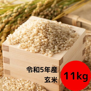 安八町産 ハツシモ (ぎふクリーン米) 11kg
