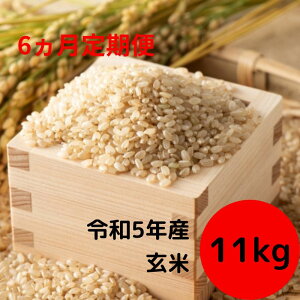 【定期便6回】安八町産 ハツシモ 玄米 11kg