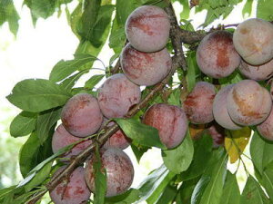 プラム生産量日本一の山梨県南アルプス市落合地区で高レベルで安全栽培された、完熟で甘いジュ...