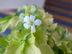 バコパ ライムバリエガータ 花だけでなくライム色の葉色も楽しめるバコバで寄せ植えアイテムに 花…