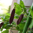 タネ・小袋 古代エジプトで栽培されていた豌豆豆　10～11月まき[野菜タネ]ツタンカーメンえんどう