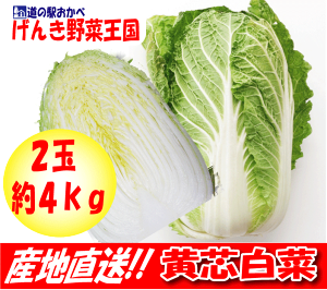 埼玉県深谷市産の露地白菜をお届けいたします!!鍋・漬物・炒め物などいろいろな料理に使える、...