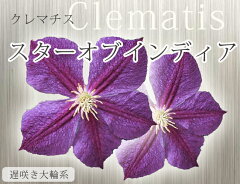 クレマチス 紫花 四季咲き ジャックマニー系クレマチス “スターオブインディア” 紫色 苗