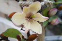 バナナに似た甘い香りがする花。縁起の良い木でも知られております。　白花カラタネオガタマ　H...