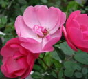 　【バラ苗】【新苗】つるバラアンジェラ4号ポットツルバラ　薔薇4月下旬から順次発送予定