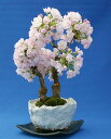 桜のミニ盆栽で人気の旭山！一才桜とも呼ばれます。信楽焼鉢に2本植えてのお届け！桜盆栽・旭山...