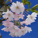 秋と春に開花する桜！ミニ盆栽より風格のあるサイズ十月桜 盆栽【秋と春に開花する品種】