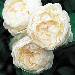 純白のカップ咲きで典型的なオールドローズ系の花です。丈が低めで、多数の大枝に小枝が茂りま...