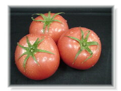 岐阜県産　美味しいトマト（12個入り）